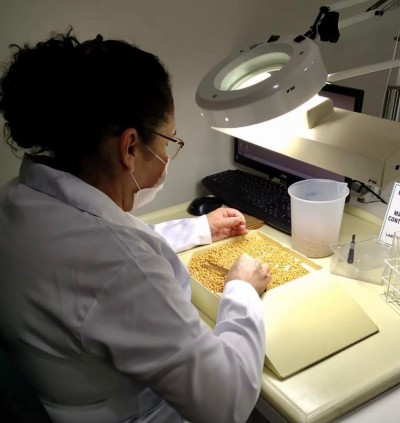 Verificação de Outras Cultivares