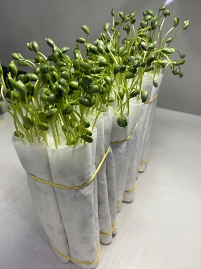 Germinação Germinação